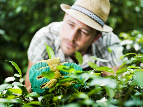 Eco-friendly lawn mowing techniques