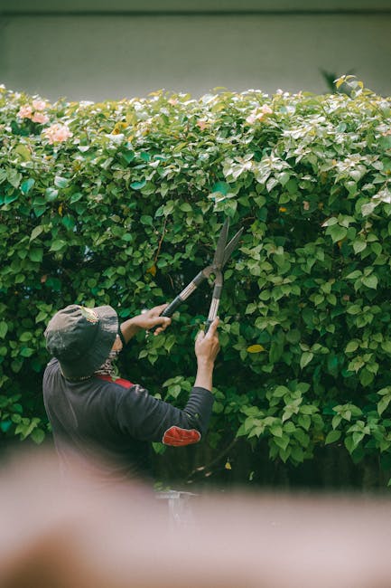 A man in casual clothing, including a dark hoodie and blue jeans, is performing garden maintenance in a backyard, using an electric string trimmer to trim grass and weeds along a lawn border. The gard
